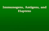 Immunogens, Antigens, and Haptens - JUdoctors€¦ · Immunogens, Antigens, and Haptens. Initiation of immune response Interaction between receptor and ligand Affinity Avidity strong