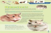 R o b o r o v s k i hamster Hamsters - BC SPCA · Hamsters The British Columbia Society for the Prevention of Cruelty to Animals Small Animal Care Series R o b o r o v s k i ha m