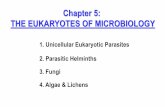 Chapter 5: THE EUKARYOTES OF MICROBIOLOGY AS… · “brain-eating amoeba, almost always fatal. Unicellular Parasites in the Chromalveolata. We will look at examples of parasites
