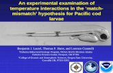 An experimental examination of temperature interactions in the … · An experimental examination of temperature interactions in the ‘match-mismatch’ hypothesis for Pacific cod