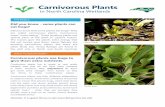 Carnivorous Plants - North Carolina Wetlands€¦ · special parts of the plant to capture insects. The insects give the plants extra energy that the soil cannot give them. Venus