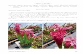 Carnivorous Plant Newsletter v46 n1 March 2017 · 34 arniorous Plant ewsletter Sarracenia leucophylla ‘Dionne’ Submitted: 29 November 2016 Sarracenia leucophylla ‘Dionne’