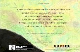 The craniodental anatomy of Miocene apes from the Vallès ... · The craniodental anatomy of Miocene apes from the Vallès-Penedès Basin (Primates: Hominidae): Implications for the