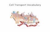 Cell Transport Vocabulary - hannasd.org · Active Transport •Endocytosis - the process by which materials move into the cell. •Phagocytosis - “cellular eating,” the cell’s