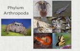 Phylum Arthropoda - David Bogler Home · Phylum Arthropoda •“jointed foot” •Largest phylum •900,000 species –75% of all known species •Insects, spiders, crustaceans,