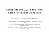 Collapsing the 10,271 16S rRNA All Species Living TreeProkaryotes: the Most Successful Creatures on Earth • 1030 living cells estimated (Whitman 1998) • 1010 species estimated