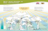 Sun and shade in the rainforest - NSW National Parks · Sun and shade in the rainforest Plants of rainforests display special features and are . located in special places within the