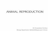 ANIMAL REPRODUCTION · 2019-06-17 · What do you know about animal? How animals get food and water? How animals get oxygen? How animals get energy? How many cells that animal have?