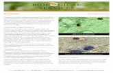 Encarsia formosa information sheet - Biological Services€¦ · Encarsia can also parasitise silverleaf whitefly (Bemisia tabaci) but will not attack Ash whitefly. Description and