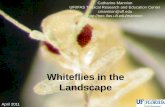 Whiteflies in the Landscape - UF IFAS Tropical REC and Rugose Spiraling... · Rugose Spiraling Whitefly •Not much known about biology •Closely related to giant whitefly, A. dugesii