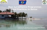 Pest Surveillance practices in Belize - IPPC...Citrus Leprosis Virus Citrus leprosis was detected in 2011 It has been restricted to only certain sectors of the industry. Surveillance