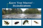 Know Your Macros! - Bioindicators · Crustaceans: aquatic sowbugs, scuds, & ... sensitive bio-indicators indicate_____ 16. Clams & Mussels (Class Bivalvia) ... Physical, chemical,