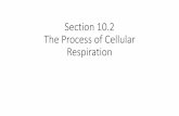 Section 10.2 The Process of Cellular Respiration€¦ · •Cellular respiration- 36 molecules of ATP per one glucose •Food sources •Carbs- can be broken down into sugars •Lipids