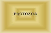 Protozoa - mums.ac.irparamycoldept.mums.ac.ir/.../protozoa2.doc.pdf · Micro &Macro gametocyte P. vivax. Microgametocyte P. falciparum. Microgametocyte P. vivax