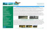 Issue XIV Spring 2017 Overwintering Population in Sierra ......Butterflies nectaring at Sierra Chincua Seedlings being ... Alternare and their team started 2017 facilitating thirty-nine