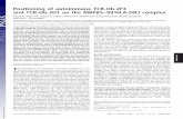 Positioning of autoimmune TCR-Ob.2F3 and TCR-Ob.3D1 on …Positioning of autoimmune TCR-Ob.2F3 and TCR-Ob.3D1 on the MBP85–99/HLA-DR2 complex Zenichiro Kato†‡§¶, Joel N. H.