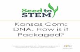 Kansas Corn: DNA, How is it - Kansas Corn | Building the ...€¦ · Detergent (soap) breaks apart bi-lipid layers 9. The nucleosomes are made up of histone proteins. If we want to
