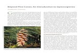 Beyond pine Cones: An Introduction to Gymnospermsarnoldia.arboretum.harvard.edu/pdf/articles/2013-70-4... · 2013-07-24 · Beyond pine Cones: An Introduction to Gymnosperms Stephanie