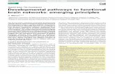 Developmental pathways to functional brain networks: emerging principles · 2018-11-16 · Special Issue: The Connectome Developmental pathways to functional brain networks: emerging