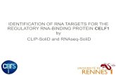 IDENTIFICATION OF RNA TARGETS FOR THE REGULATORY RNA ...videos.rennes.inria.fr/genopole/GenOuest-2010/genouest_audicY.pdf · R'MES Hoebeke, M. and Schbath, S. (2006). R'MES: Finding