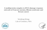 A multiprotein complex in DNA damage response network of ... · A multiprotein complex in DNA damage response network of Fanconi anemia, Bloom syndrome and Breast cancer Weidong Wang