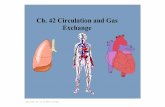 Ch. 42 Circulation and Gas Exchange...Ch. 42 Circulation and Gas Exchange Title: Mar 16 9:17 PM (1 of 59) Types of circulatory systems 1. Gastrovascular cavities hydra and cnidarians,