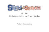 8.11A Relationships in Food Webs · Trophic Level The position an organism occupies on the food web Trophic Level © 2011 Rice University – All Rights Reserved