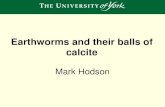 Earthworms and their balls of calcite · 2013-04-11 · Osmoregulation . 11 ... Production experiment ... U-series isochron plot of multiple analyses of earthworm granules form Silbury
