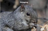 Foraging - amherst.edu · Optimal foraging theory (OFT) Foragers cannot handle >1 prey at once Prey are recognized instantly Prey are encountered sequentially Foragers maximize rate