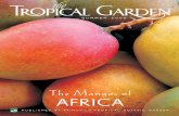 The Mangos of Africa - Botanic Garden · This year we celebrated the Mangos of Africa. My first tree-fresh mango was picked from a huge tree growing on the banks of the River Jubba