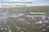 Diversity of Chironomidae (Diptera) in Nebraskacpcb.ku.edu/Media/Cpcb/Workshops/Assets/2011_Grplainsbio/Hayford_midge.pdf•This research increased known diversity of Chironomidae