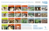 Common pests and diseases of Alliums - Microsoft · F. oxysporum f.sp. cepae affects onions F. culmorum affects leeks Onion fly Acrolepiopsis assectella Onion thrips Thrips tabaci