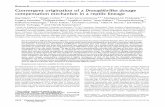 Convergent origination of a Drosophila-like dosage ...repository.essex.ac.uk/21552/1/Genome Res.-2017-Marin-1974-87.pdf · Convergent origination of a Drosophila-like dosage compensation