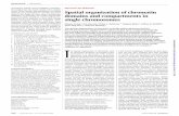 Spatial organization of chromatin domains and …...Spatial organization of chromatin domains and compartments in single chromosomes Siyuan Wang, 1Jun-Han Su, Brian J. Beliveau,2*
