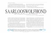 A GERMAN SHEPHERD AND A WOLF RESERVED BUT NOT SHY ... Chronicle -Saarlooswolfhond Feb 2011.pdf · ple a rabbit and a hare; a ferret and a polecat. He even tried to breed a jackal