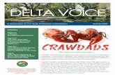 Delta Voice Winter 2020delta.ca.gov/wp-content/uploads/2020/05/Spring_2020_WEB-508.pdf · commercial crawdad fishery are signal crawdads and occasionally the red swamp species. The