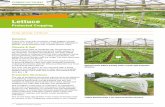Lettuce - Applied Horticultural Research · FAM FACTSHT Lettuce 1 Lettuce Protected Cropping Rotation Follow this crop with cucurbits, sweet pepper, tomato, eggplant or sweet corn,