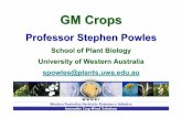 GM Crops - University of Western Australia · Future for GM crops First GM crops have been input traits (GR, Bt). The second wave of GM crops will have consumer health and other benefits.
