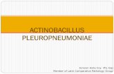 ACTINOBACILLUS PLEUROPNEUMONIAEhistolab.com.co/images/2017/enfermedades-bacterianas/APP.pdf · ACTINOBACILLUS PLEUROPNEUMONIAE Jersson Avila Coy MV, Esp Member of Latin Comparative