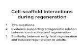 Cell-scaffold interactions during regeneration · Cell-scaffold interactions during regeneration 1. Two questions. 2. Evidence supporting antagonistic relation between contraction
