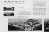 Southern Oak Wilt Linked to Fungus - MSU Librariesarchive.lib.msu.edu/tic/wetrt/article/1977nov18.pdf · the South, oak decline is more seri-ous in the southern United States than