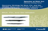 Blue, Fin, and Sei Whales - Canada.ca...Recovery Strategy for Blue, Fin and Sei Whales, June 2006 iii RESIDENCE SARA defines residence as: “a dwelling-place, such as a den, nest