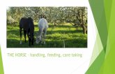 THE HORSE handling, feeding, care taking · FEEDING TO SHOW WHAT HAS BEEN LEARNED, WE… Discuss about horse’s needs Select out the best quality food Choose the best working way