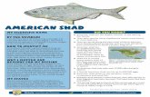 American shad - United States Fish and Wildlife Service · American shad by releasing any you accidentally catch. When American shad are in the ocean or even the lower tidal rivers,