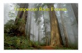 Temperate Rain Forests · Temperate Rain Forests! Temperate Rainforests!! the temperate cool rainforests occur poleward of the Mediterranean region, 40°- 60° N and S latitude, along