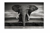Elephant Drinking, Amboseli 2007. Killed by Poachers, 2009. · 2018-04-25 · ACROSS THE RAVAGED LAND Take a look at the elephant in the photo opposite. His name is Igor (as named