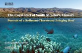 The Coral Reef of South Molokaÿi, HawaiÿiAll around the tropics, coral reefs have died from huge increases in terrestrial sedimentation that resulted from destruction of hillside