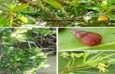 Life on Fiji’s Mangrove Trees - IUCN...4 • Life on fiji’s Mangrove Trees Life on fiji’s Mangrove Trees • 5 FoReWoRD The mangrove ecosystem is amongst the worlds richest in