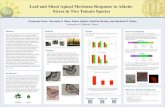 Leaf and Shoot Apical Meristem Response to plant- poster... leaves and fewer plants produced flower