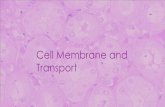 Cell Membrane and Transport - Deer Valley Unified School ......The Cell Membrane Cell membranes are composed of two phospholipid layers. (bilayer) The cell membrane has two major functions.